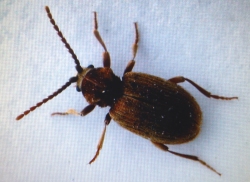 Australian Spider beetle